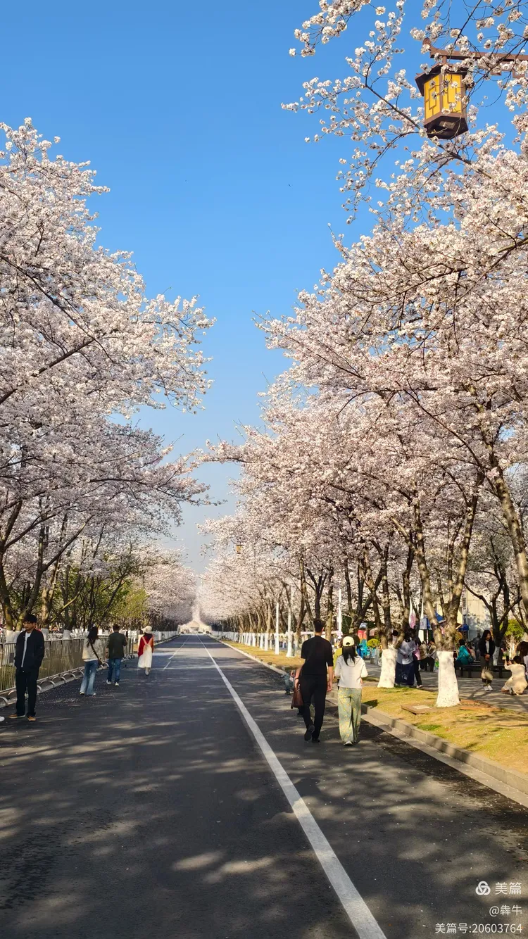 扬州鉴真樱花大道美不胜收